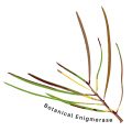 Botanical Enigmerase