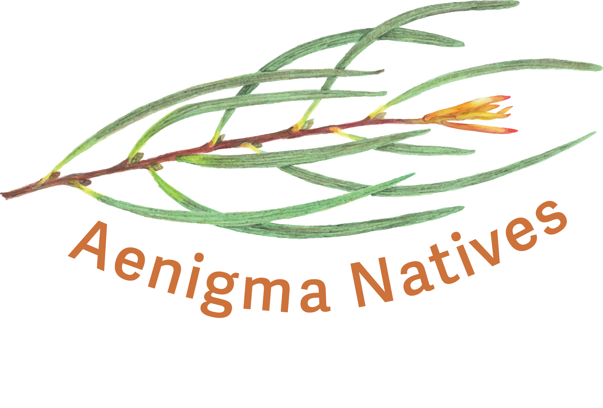Aenigma Natives