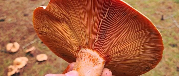 Kangaroo Island Mushrooms
