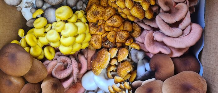 Kangaroo Island Mushrooms